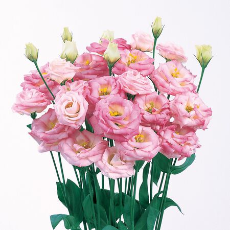 Rosita 2 Pink Flash, (F1) Lisianthus Seeds - Packet image number null